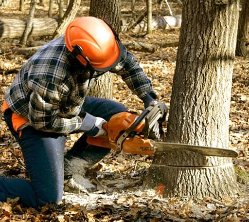 Tree Removal in Amory, MS